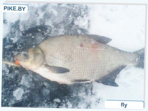 Селец рыбалка зимой