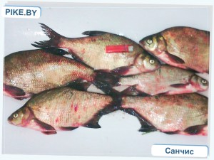 Заславское рыбалка
