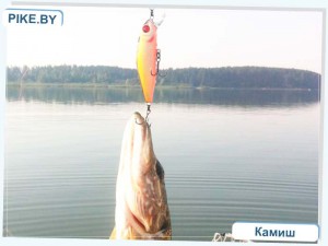 рыбалка на Петровичском