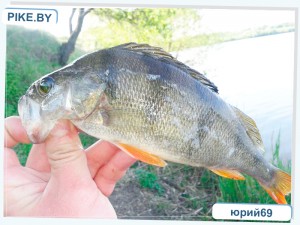 рыбалка на Чижовском водохранилище