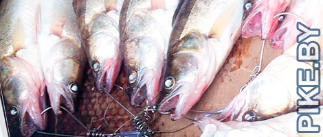 Рыбалка на Вилейском водохранилище ОСЕНЬЮ