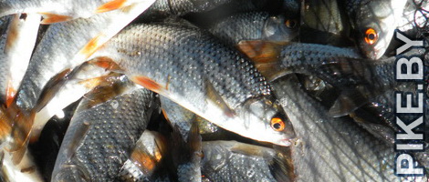 Рыбалка на Вилейском водохранилище ВЕСНОЙ