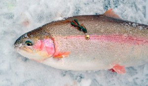 Форель: особенности зимней рыбалки