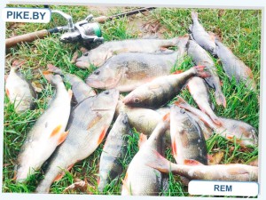 Рыбалка на Западной Двине ЛЕТОМ