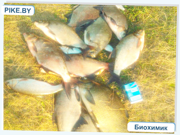 Рыбалка на Восточной Березине летом