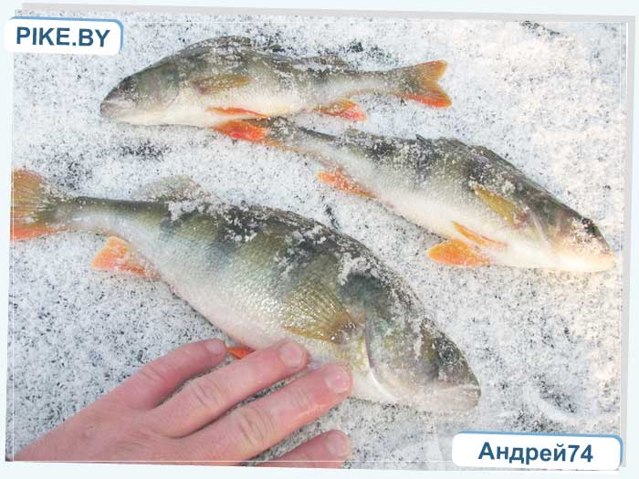 Рыбалка на Восточной Березине зимой