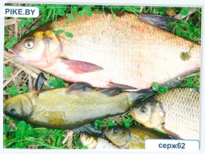 Рыбалка на Заславском водохранилище ЛЕТОМ