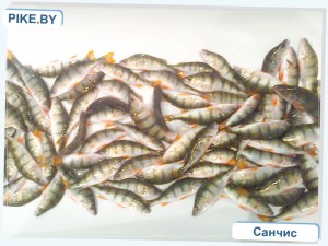 Рыбалка на Заславском водохранилище ОСЕНЬЮ