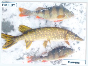 Рыбалка на Заславском водохранилище ЗИМОЙ