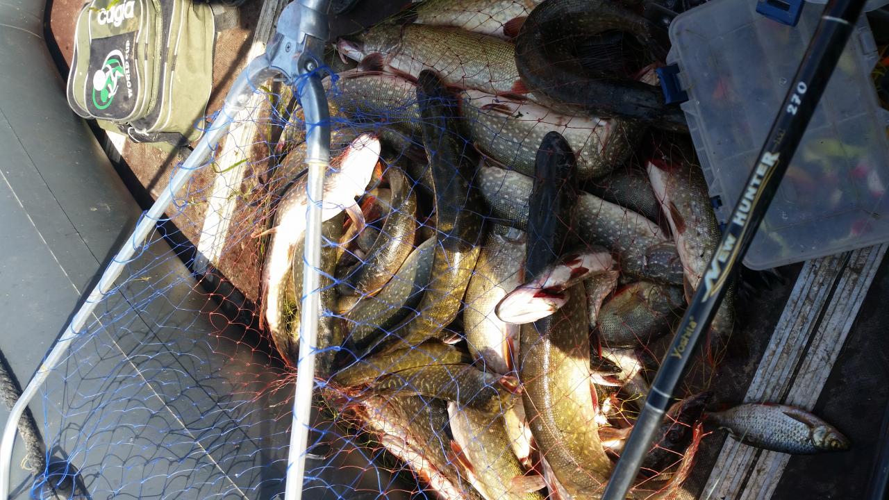 Рыбачили в районе Микашевичского канала улов с двух лодок на четверых ловили только на спиннинги