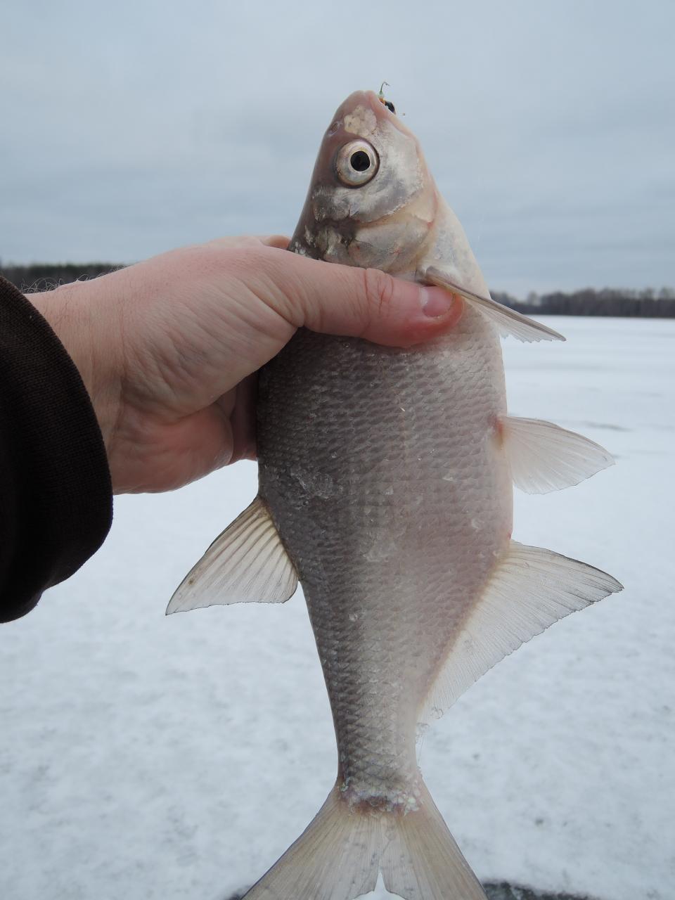  Вчера. Не скажу, что рыбка трудовая была, но ... | Отчеты о рыбалке в Беларуси