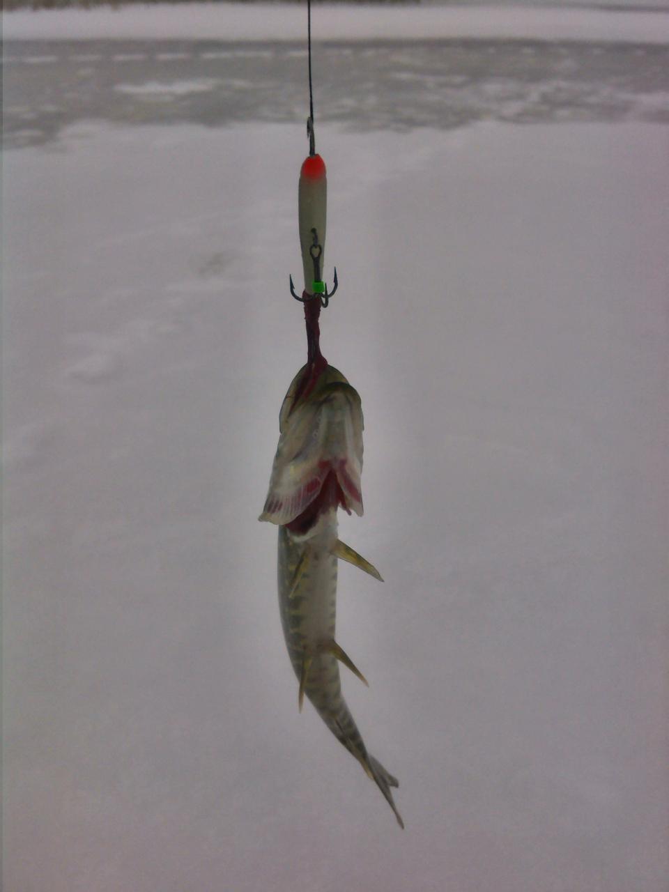  lola Может кто был на днях на льду ... | Отчеты о рыбалке в Беларуси