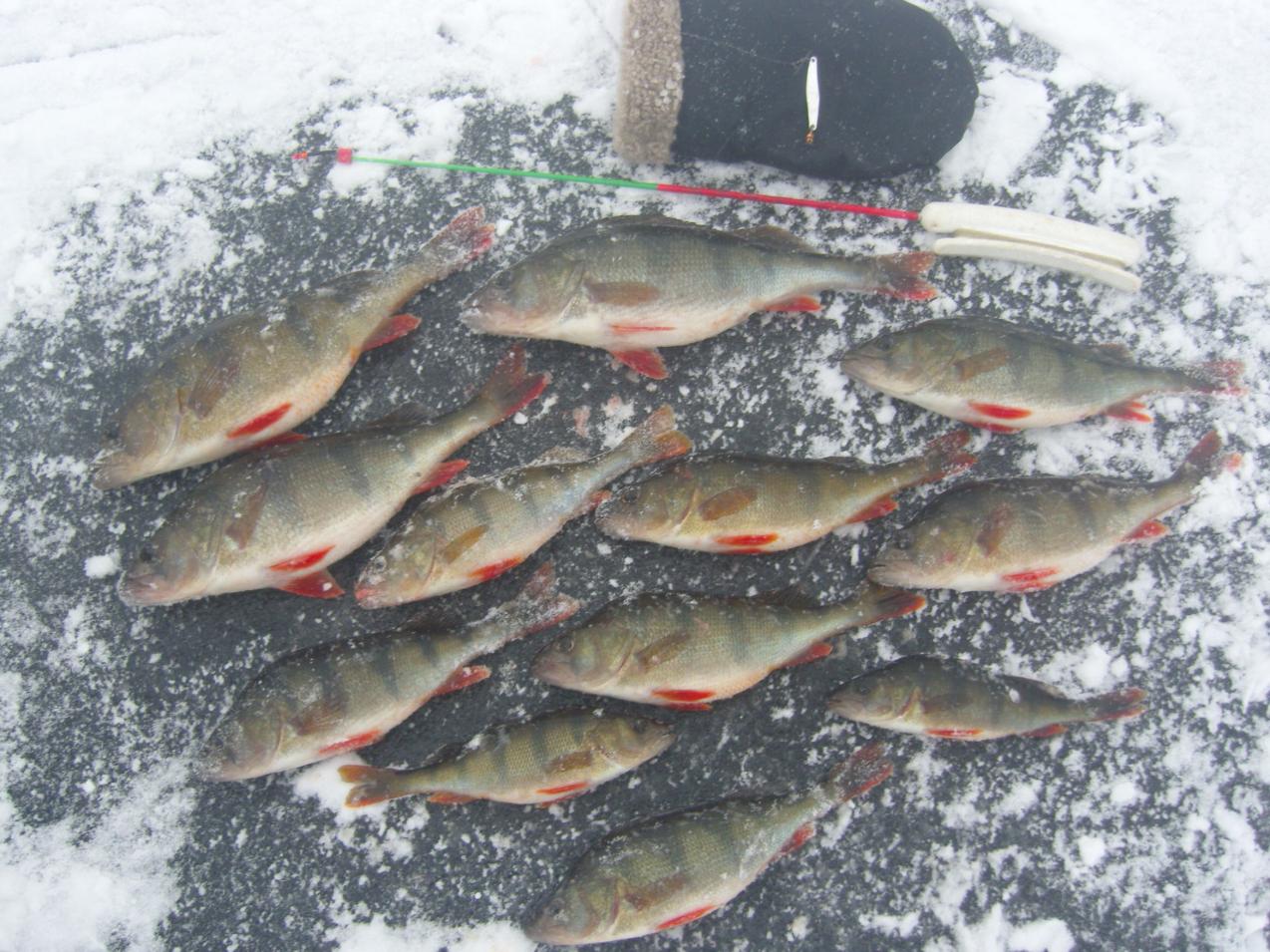  Сегодня снова случилось рыбачить на самом большом водоёме ... | Отчеты о рыбалке в Беларуси