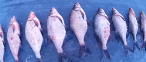 Вилейка, ночная зимняя рыбалка на леща (Видео)