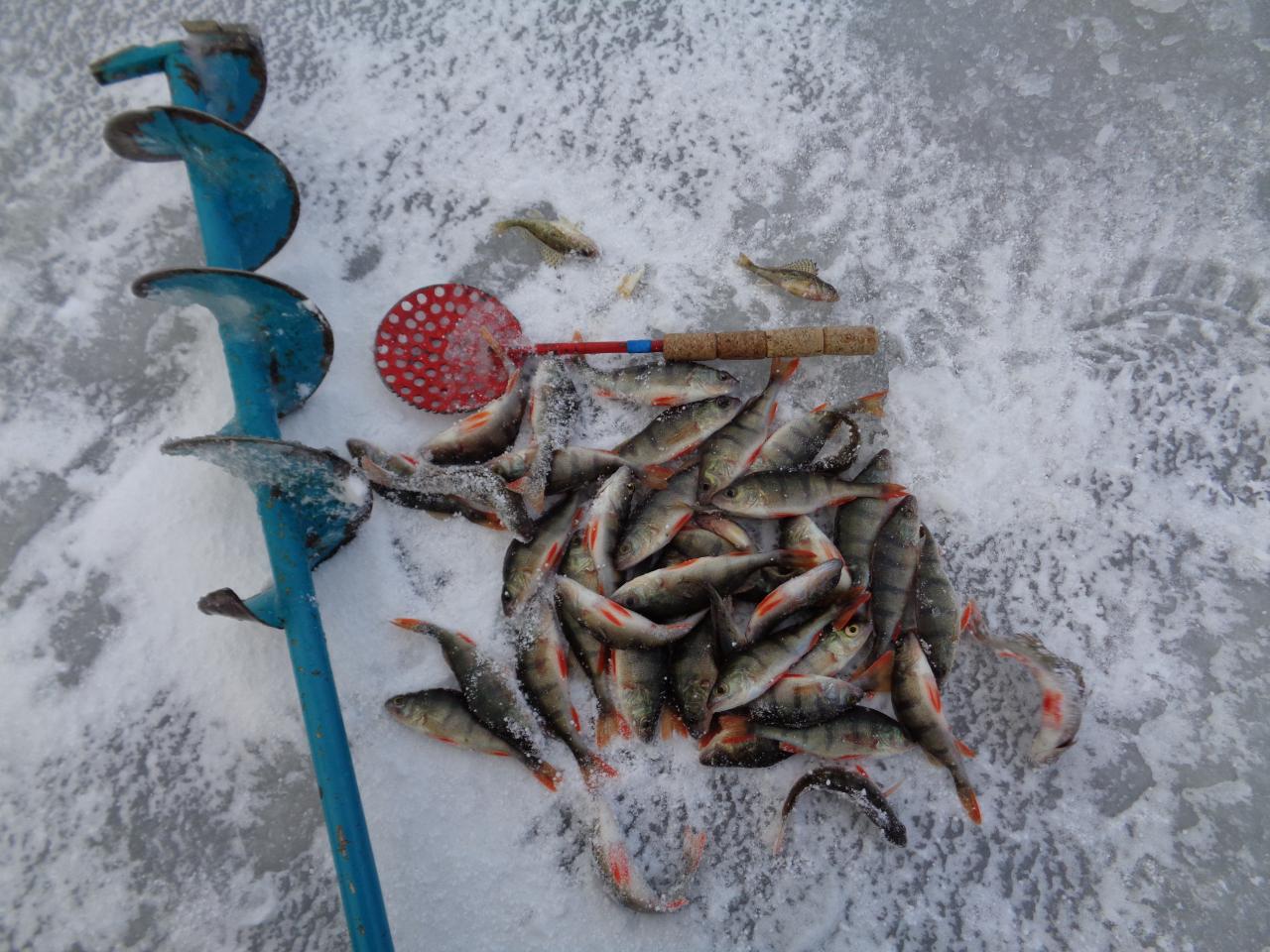  Сегодня были на Чиках. Попробовал возле берега: ноль ... | Отчеты о рыбалке в Беларуси