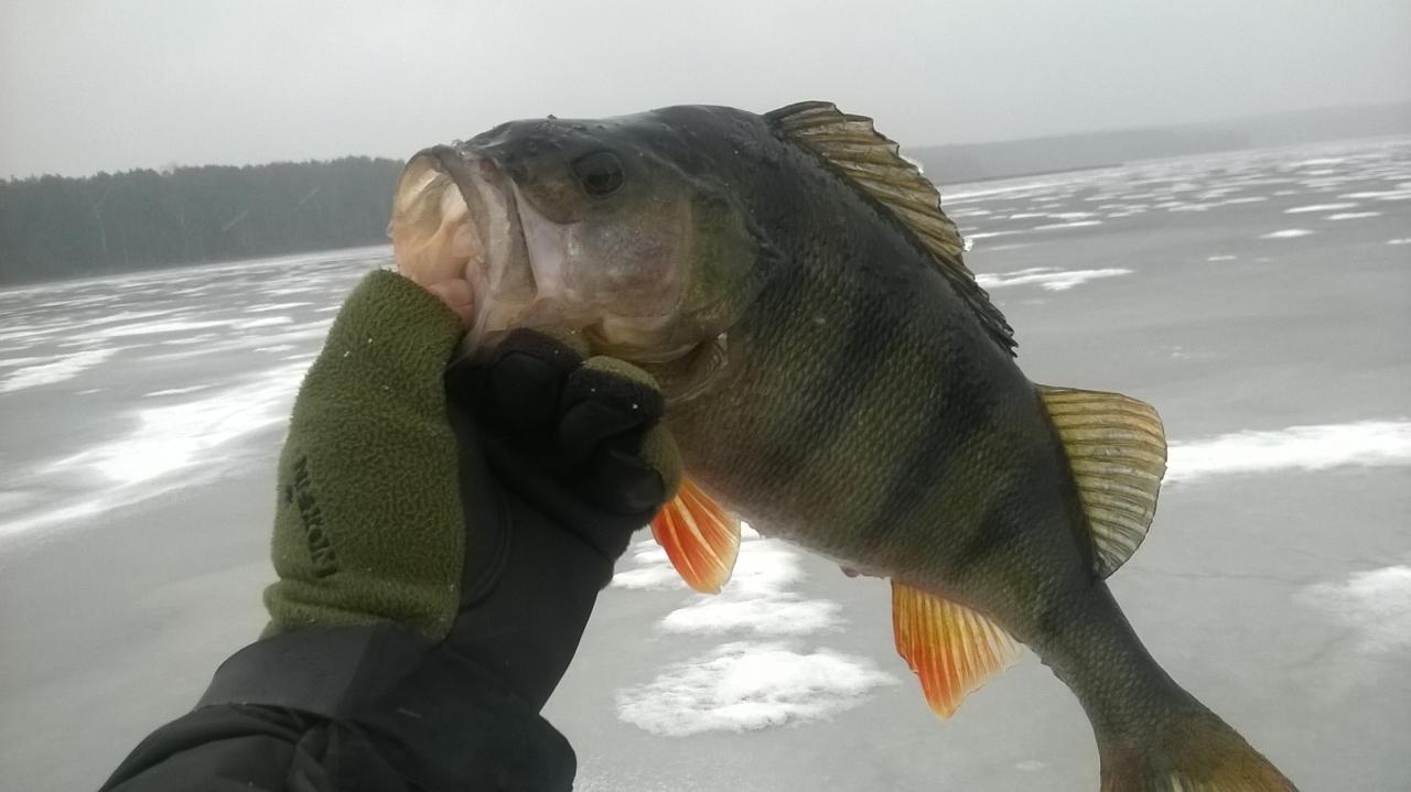  Первая рыбалка в новом году, 2 января. Пришлось ... | Отчеты о рыбалке в Беларуси