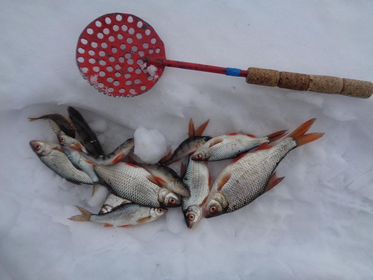  Вчера рыбачил в районе спасалки с 9-00 до ... | Отчеты о рыбалке в Беларуси