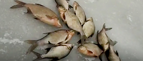 11-12 февраля состоялась очередная трудовая рыбалка (Видео)