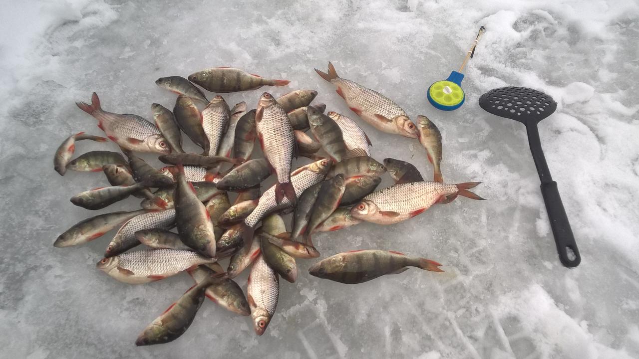  Сегодня немного побродил по водоёму, рыбы капризничали и ... | Отчеты о рыбалке в Беларуси