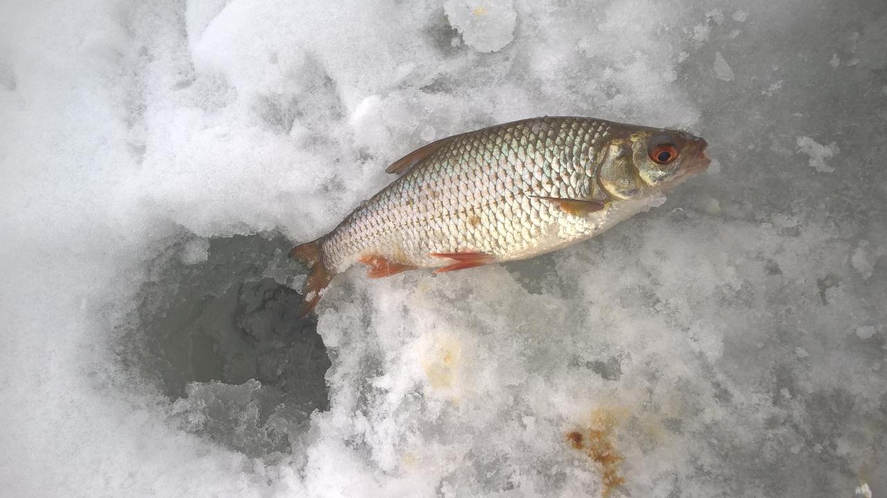  Сегодня немного побродил по водоёму, рыбы капризничали и ... | Отчеты о рыбалке в Беларуси