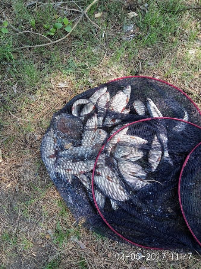 Были на Припяти с 1 по 4 мая ... | Отчеты о рыбалке в Беларуси