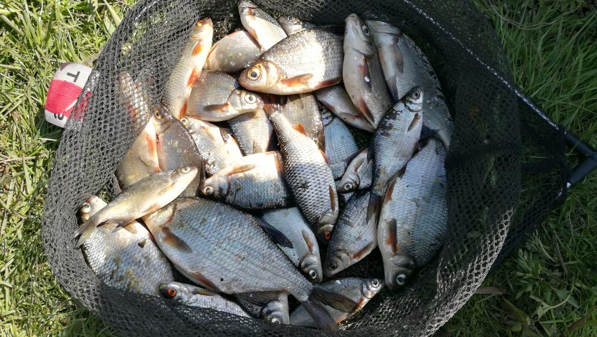  С 16 по 17 друзья вытянули на шашлыки ... | Отчеты о рыбалке в Беларуси