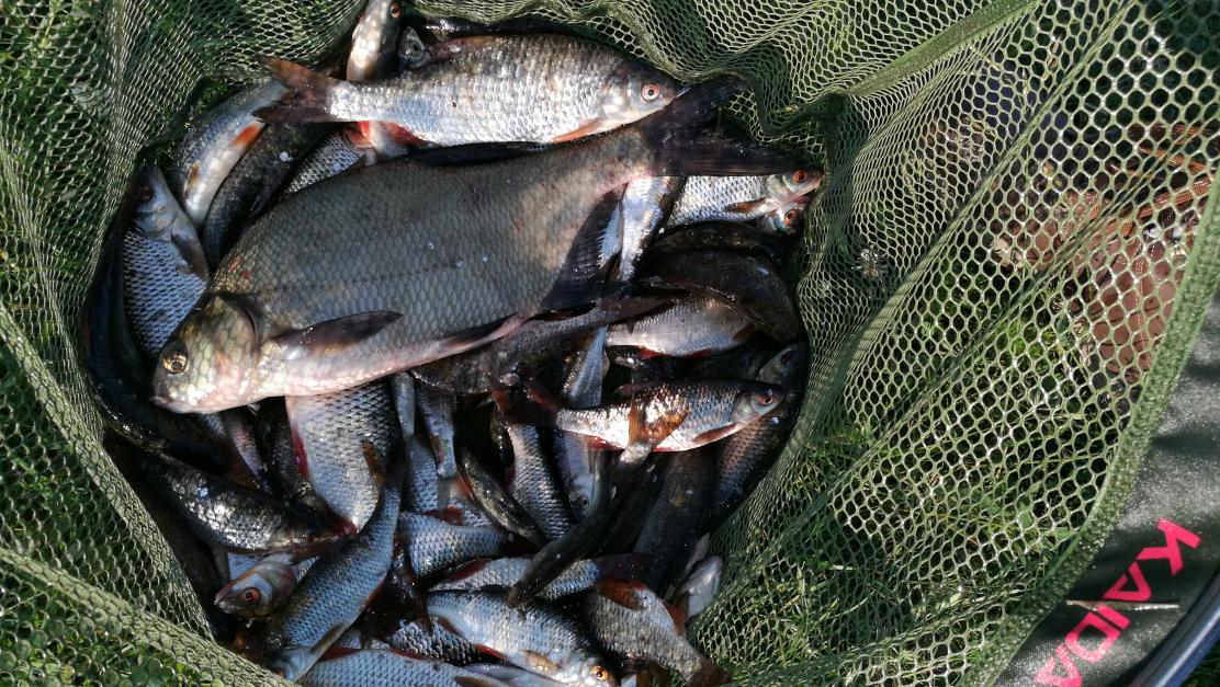  Криница....половил с 18 на 19 в ночь и ... | Отчеты о рыбалке в Беларуси