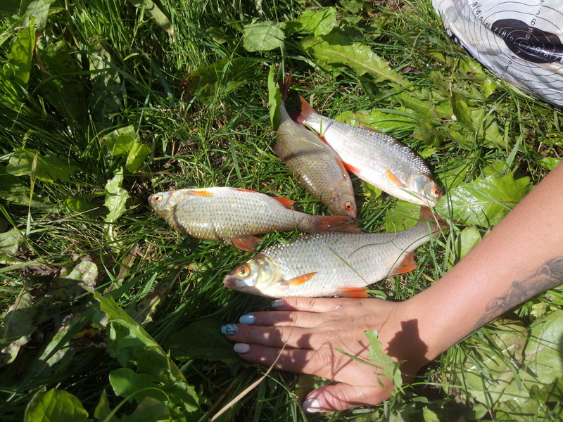 Платная рыбалка на Черницком водохранилище - "трофейная рыбалка" в 40 км от Минска ... | Отчеты о рыбалке в Беларуси