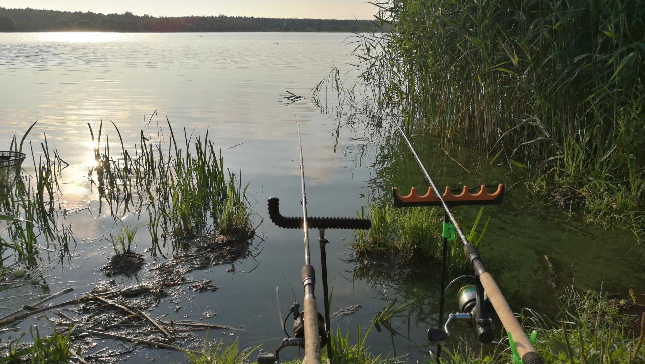  Посетил водоем на участке за кольцевой. Хорошо клевала ... | Отчеты о рыбалке в Беларуси