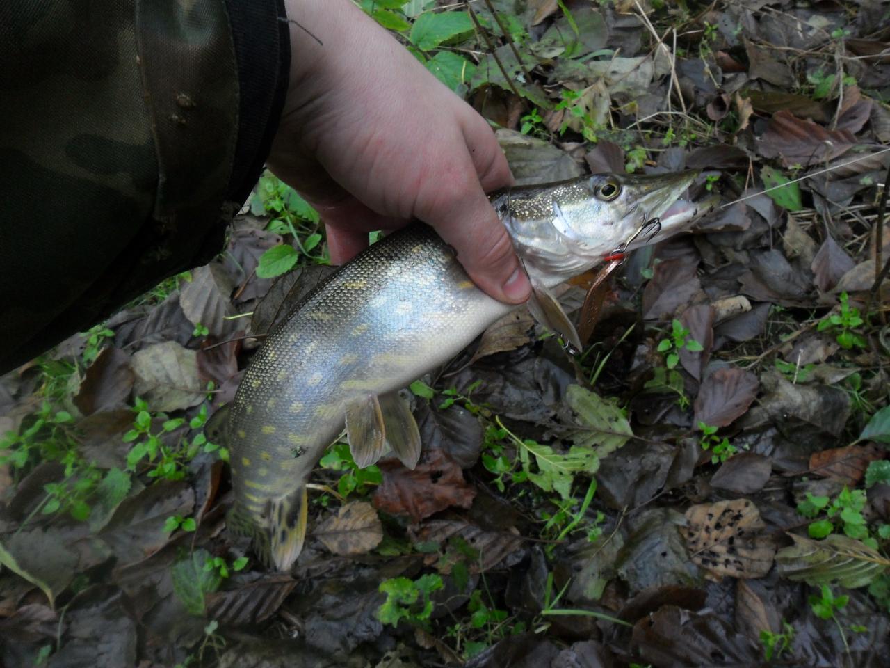  В пятницу был на реке. Щука питалась активно ... | Отчеты о рыбалке в Беларуси
