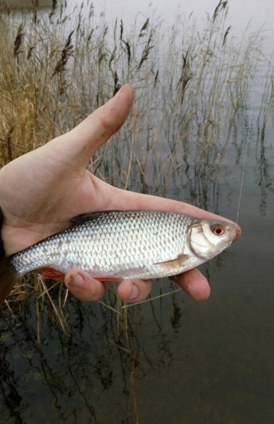  В субботу посидел половил на озере Гомель с ... | Отчеты о рыбалке в Беларуси