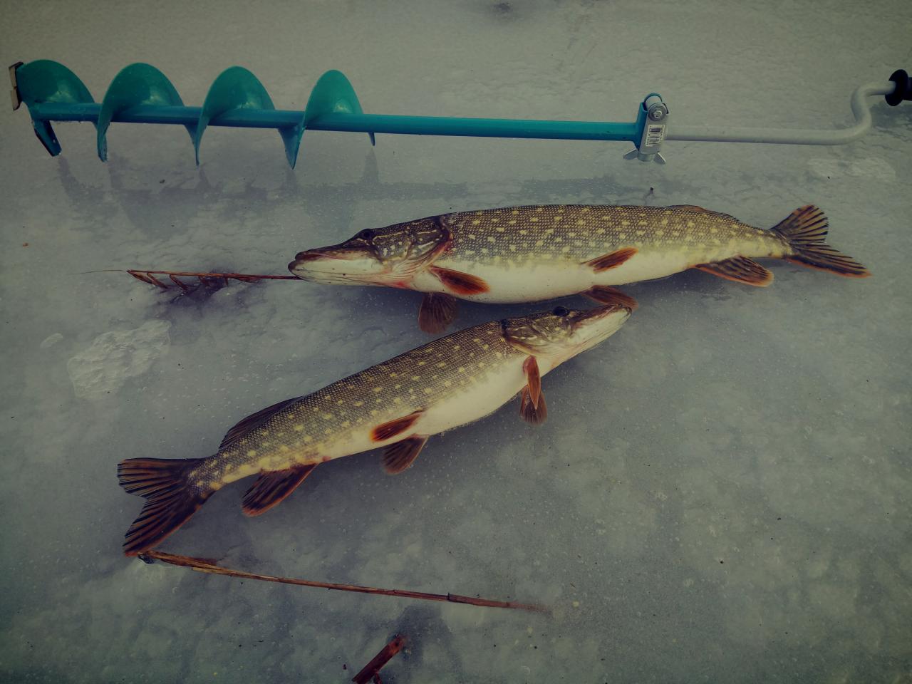  С утра маленькими неуверенными шагами выбрался на лед ... | Отчеты о рыбалке в Беларуси