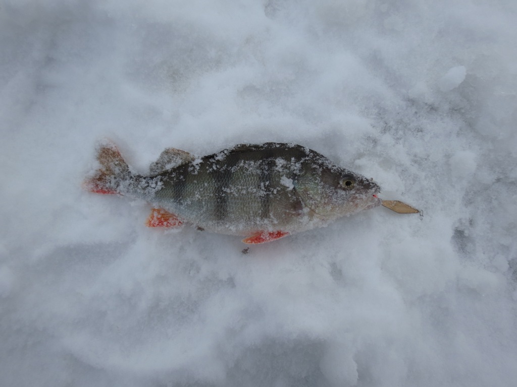 Наконец раскрасила зима природу "зимней сказкой"... | Отчеты о рыбалке в Беларуси
