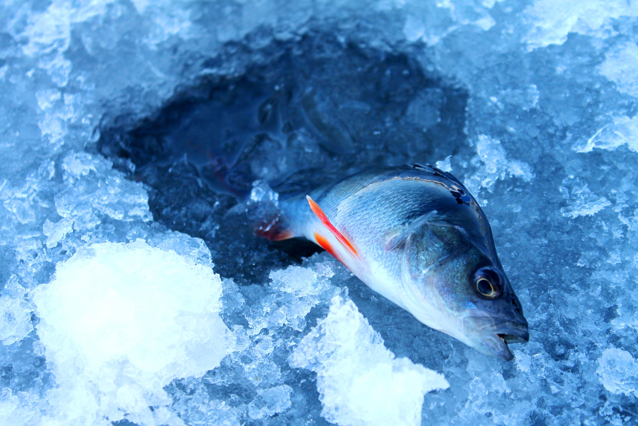  Следы на снегу.Нахоженные тропинки в снегу расходятся в ... | Отчеты о рыбалке в Беларуси