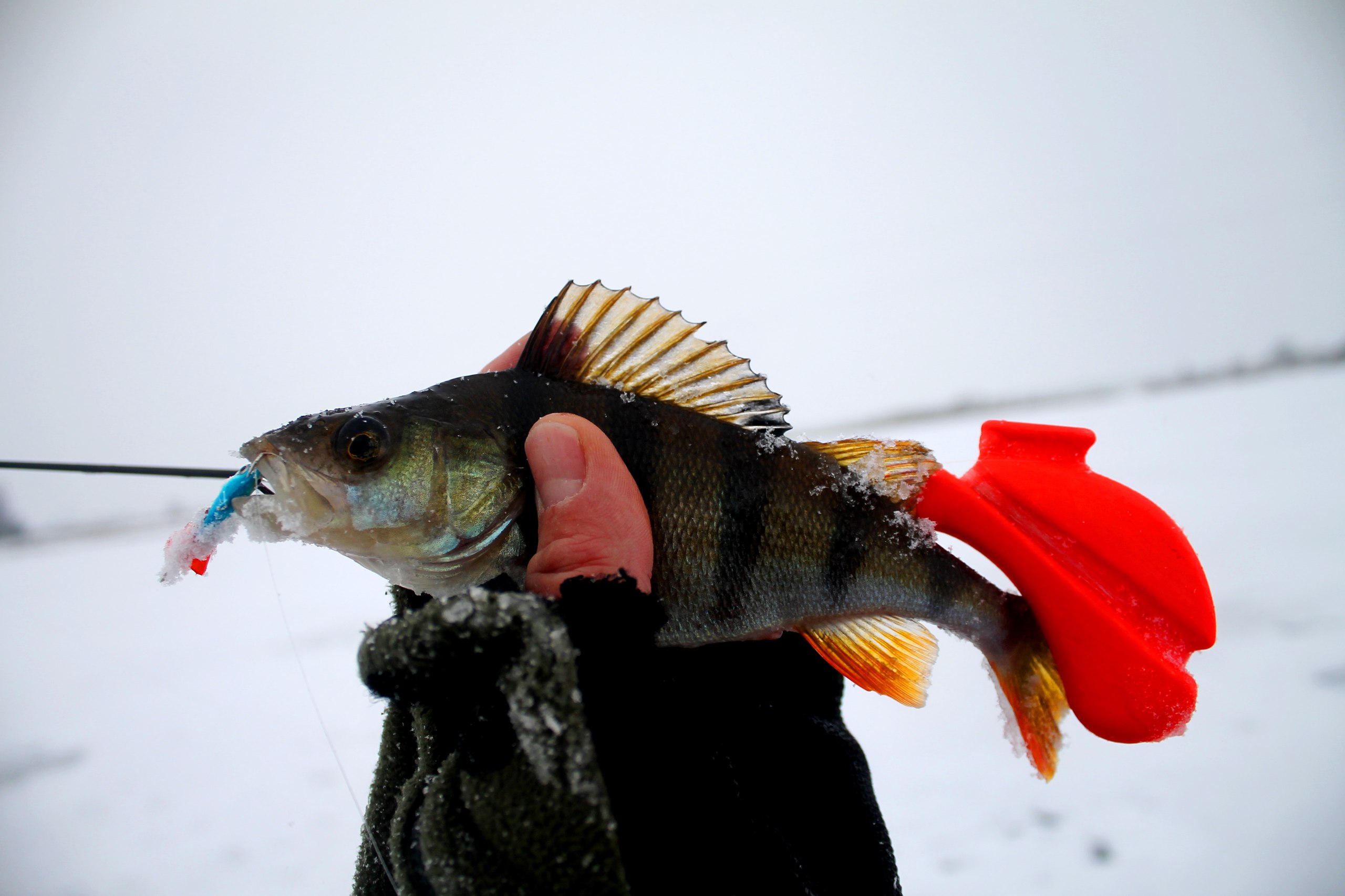  Уже стало холодно улыбаться...Сумасшедший ветер и снежная буря ... | Отчеты о рыбалке в Беларуси