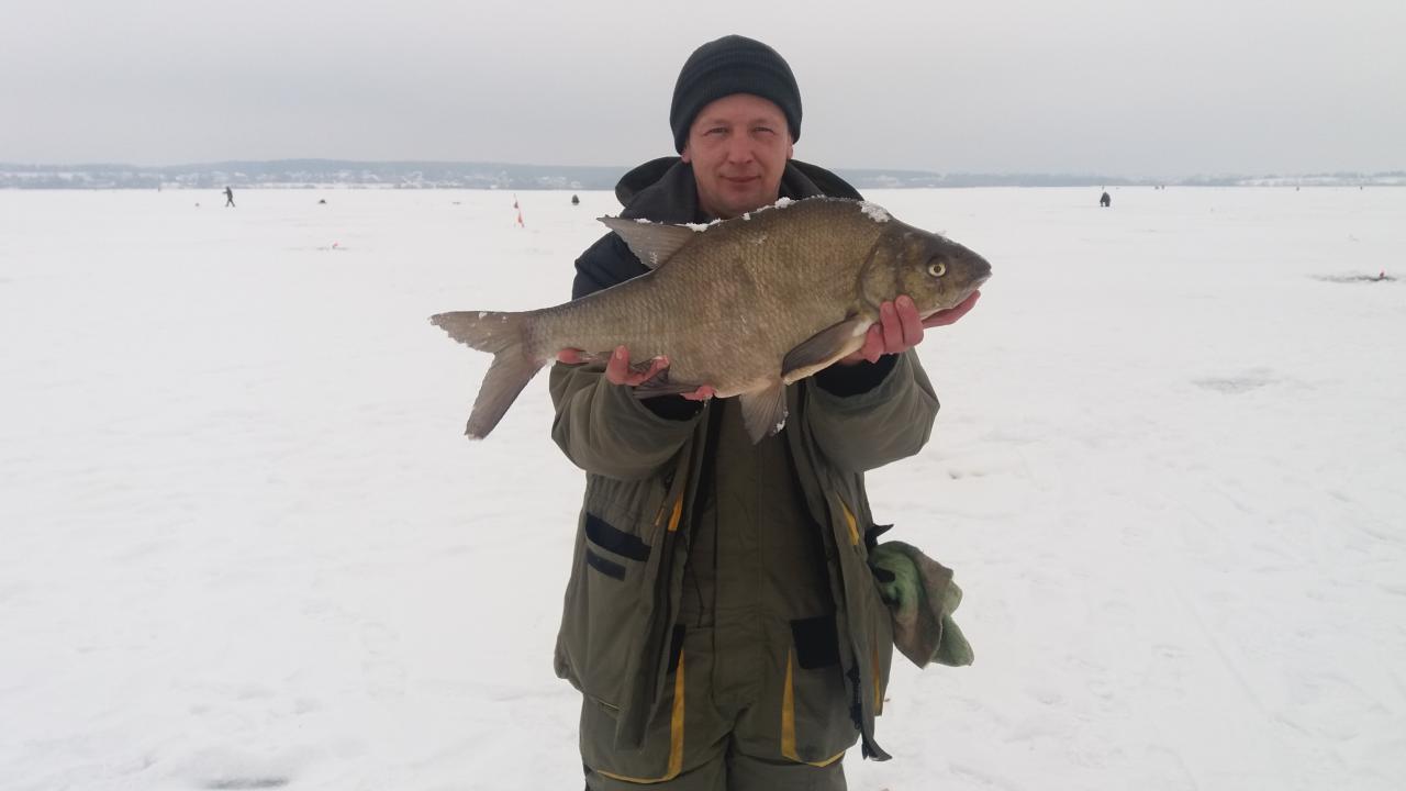  Вот такой лещик клюнул вчера на репейника с ... | Отчеты о рыбалке в Беларуси