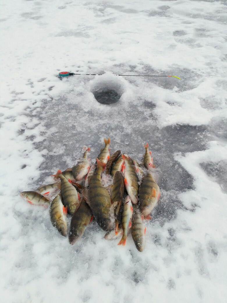  Вчерашнее посещение оставило больше вопросов чем ответов ,ОКУНЬ ... | Отчеты о рыбалке в Беларуси