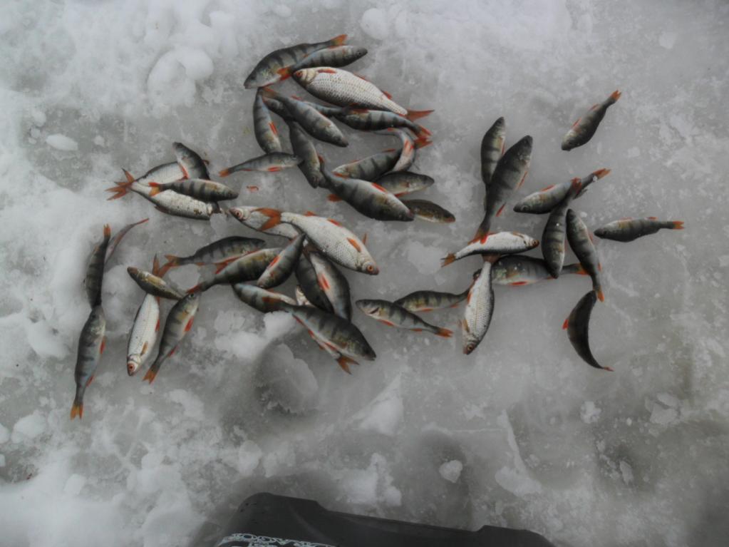  Был на Дривятах 10 (целый день) и 11 ... | Отчеты о рыбалке в Беларуси
