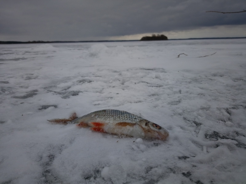 Рыбалка на Минском море - подлещик и плотва в р-не 5-ого пляжа ... | Отчеты о рыбалке в Беларуси