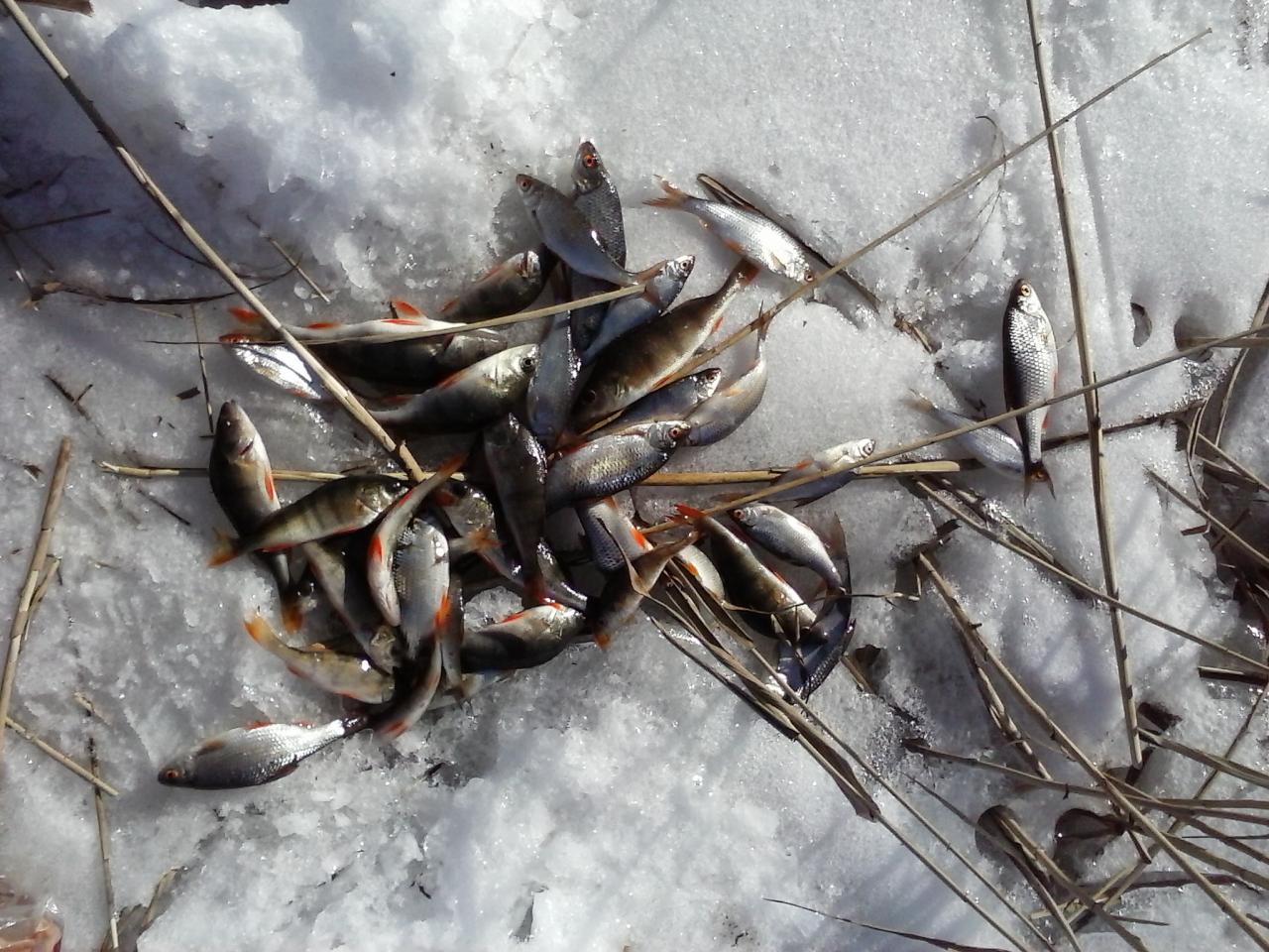  Сегодня рыбачил в районе Строчиц с 9-00 до ... | Отчеты о рыбалке в Беларуси