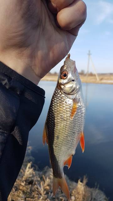  Вчера все так стремительно бросились открывать фидерный сезон ... | Отчеты о рыбалке в Беларуси