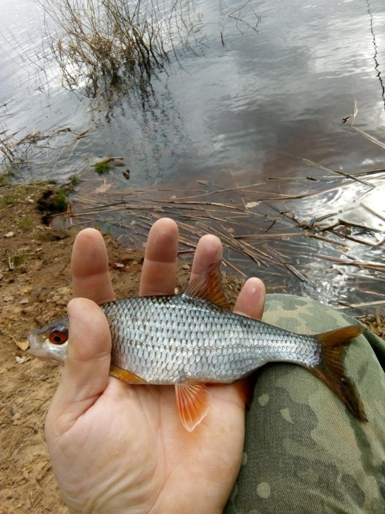  После последней рыбалки по твёрдой воде, всё никак ... | Отчеты о рыбалке в Беларуси