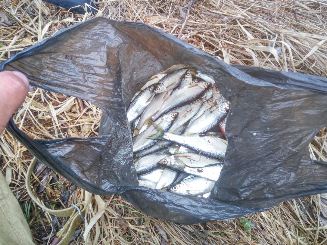  Вчера ловил на МР. В районе "резного" домика ... | Отчеты о рыбалке в Беларуси