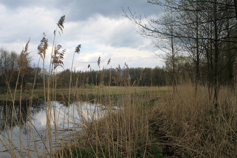 Вода наполняет новыми силами. Зеркальная гладь умиротворяет ... | Отчеты о рыбалке в Беларуси