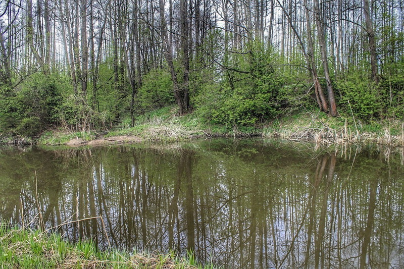 Отправится из залитого солнцем города в серые лесные дебри ... | Отчеты о рыбалке в Беларуси