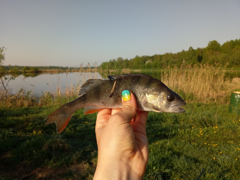 Рыбхоз Волма - платная рыбалка в Беларуси 2018 ... | Отчеты о рыбалке в Беларуси