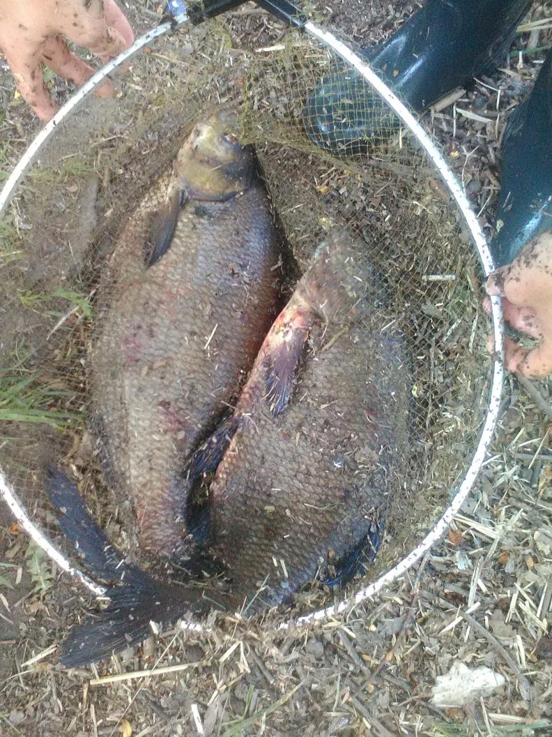  В воскресенье выбралсяполовить ) несмотря на то что ... | Отчеты о рыбалке в Беларуси