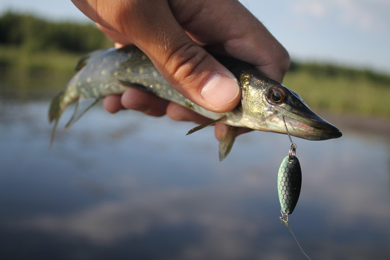 Целенаправленно за красноперкой ... | Отчеты о рыбалке в Беларуси