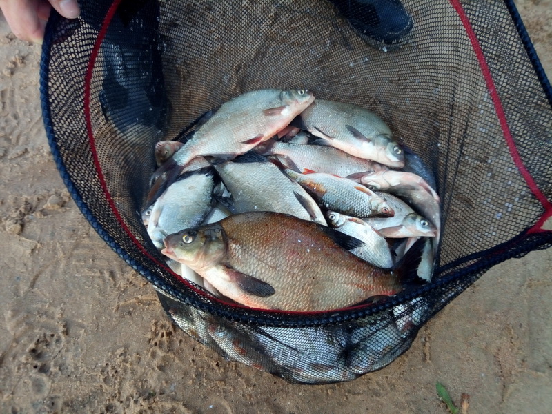  Посетил Вилейское водохранилище ... | Отчеты о рыбалке в Беларуси