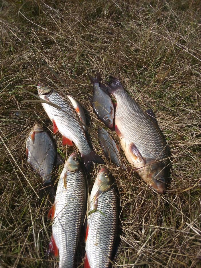  Вчера рыбачил на Немане в районе Любчи пару ... | Отчеты о рыбалке в Беларуси